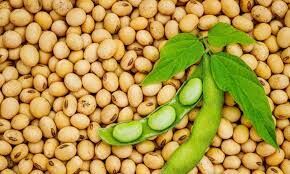Soybean Benefits in Tamil