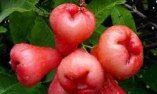 Java Apple in Tamil