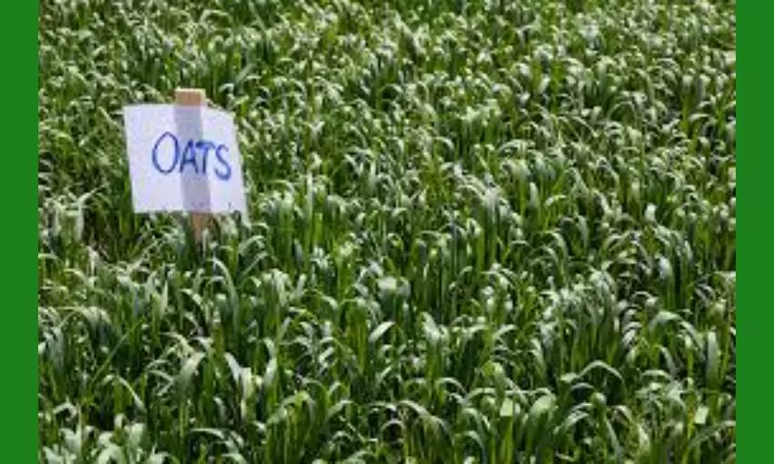 What is Oats in Tamil What is Oats in Tamil