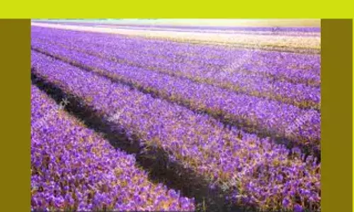 Saffron Benefits in Tamil Saffron Benefits in Tamil
