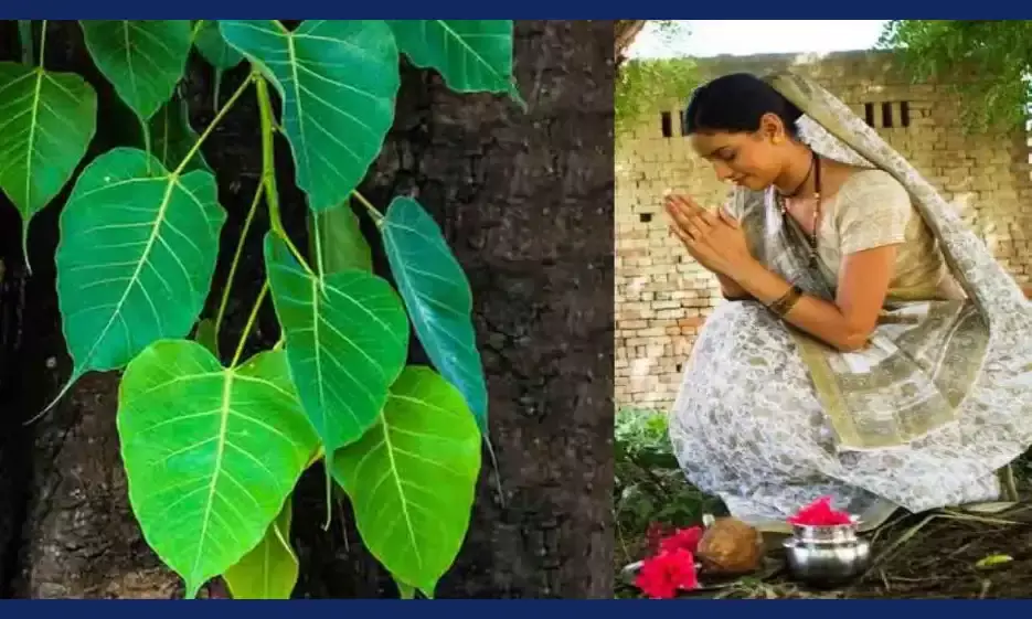 Peepal Tree Tamil Meaning