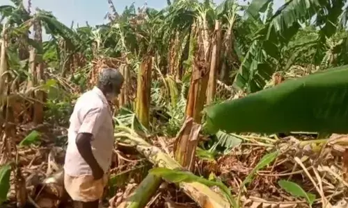 விளாத்திகுளம் அருகே சூறைக்காற்று: 700க்கும் மேற்பட்ட வாழை மரங்கள் சேதம்