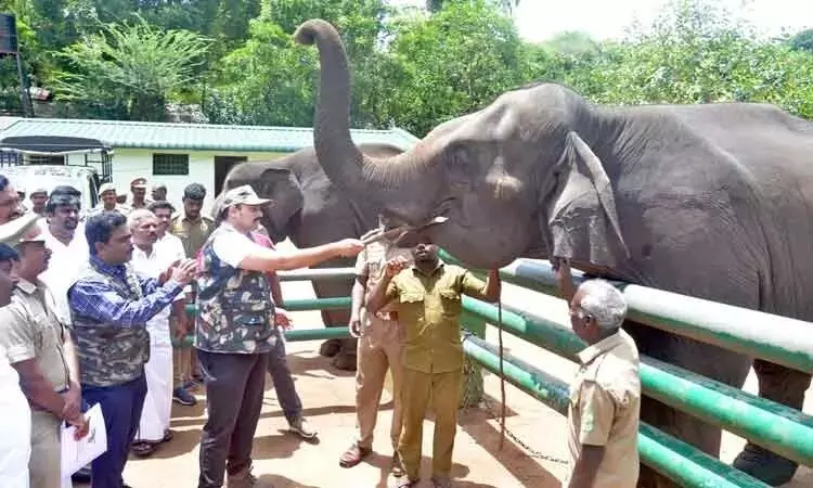 வளர்ப்பு யானைகள் முகாமில் அமைச்சர் மதிவேந்தன் ஆய்வு வளர்ப்பு யானைகள் முகாமில் அமைச்சர் மதிவேந்தன் ஆய்வு