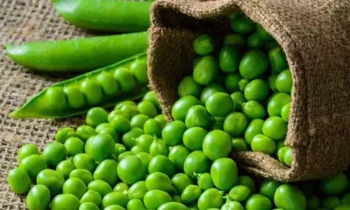 பச்சைப் பட்டாணியில் செயற்கை நிறமி: கண்டுபிடிப்பது எப்படி தெரியுமா? பச்சைப் பட்டாணியில் செயற்கை நிறமி: கண்டுபிடிப்பது எப்படி தெரியுமா?