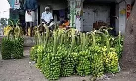 banana market price today-தமிழ்நாட்டில் நேற்றைய வாழை விலை விபரம்..! (17.05.2023) banana market price today-தமிழ்நாட்டில் நேற்றைய வாழை விலை விபரம்..! (17.05.2023)