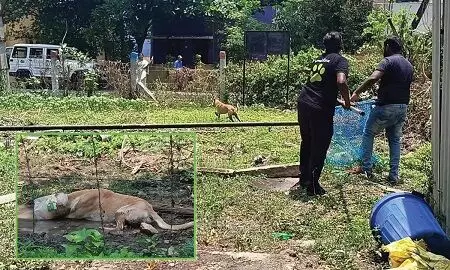 பிளாஸ்டிக் டப்பாவுக்குள் தலையை விட்டு சிக்கி தவித்த தெருநாய் பிளாஸ்டிக் டப்பாவுக்குள் தலையை விட்டு சிக்கி தவித்த தெருநாய்