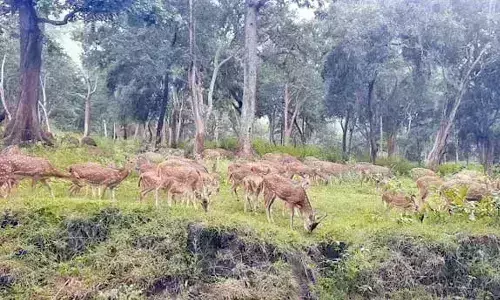 முதுமலை அடர் வன பகுதியை சுற்றிப்பார்த்த பழங்குடியின மாணவர்கள் முதுமலை அடர் வன பகுதியை சுற்றிப்பார்த்த பழங்குடியின மாணவர்கள்