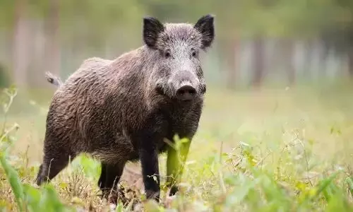 விவசாய பயிர்களை அழிக்கும் காட்டுப் பன்றிகளால் விவசாயிகள் அவதி விவசாய பயிர்களை அழிக்கும் காட்டுப் பன்றிகளால் விவசாயிகள் அவதி