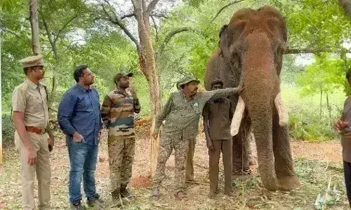 மேட்டுப்பாளையம் அருகே 3 மணி நேரம் பலாப்பழம் ருசித்த காட்டு யானை பாகுபலி மேட்டுப்பாளையம் அருகே 3 மணி நேரம் பலாப்பழம் ருசித்த காட்டு யானை பாகுபலி