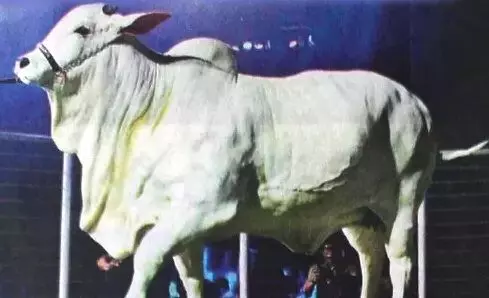 ரூ.35.30 கோடிக்கு ஏலம் போன நெல்லூர் இன பசு ரூ.35.30 கோடிக்கு ஏலம் போன நெல்லூர் இன பசு