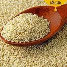 kasa kasa benefits in tamil அப்பப்பா... கச கசாவில் இவ்வளவு மருத்துவ குணங்களா?.....சாப்பிடுங்க.... kasa kasa benefits in tamil அப்பப்பா... கச கசாவில் இவ்வளவு மருத்துவ குணங்களா?.....சாப்பிடுங்க....