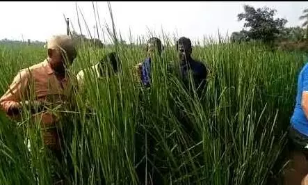 kattu yanam rice-யானை பலம் வேணுமா..? அப்ப காட்டு யானம் அரிசி சாப்பிடுங்க..! kattu yanam rice-யானை பலம் வேணுமா..? அப்ப காட்டு யானம் அரிசி சாப்பிடுங்க..!