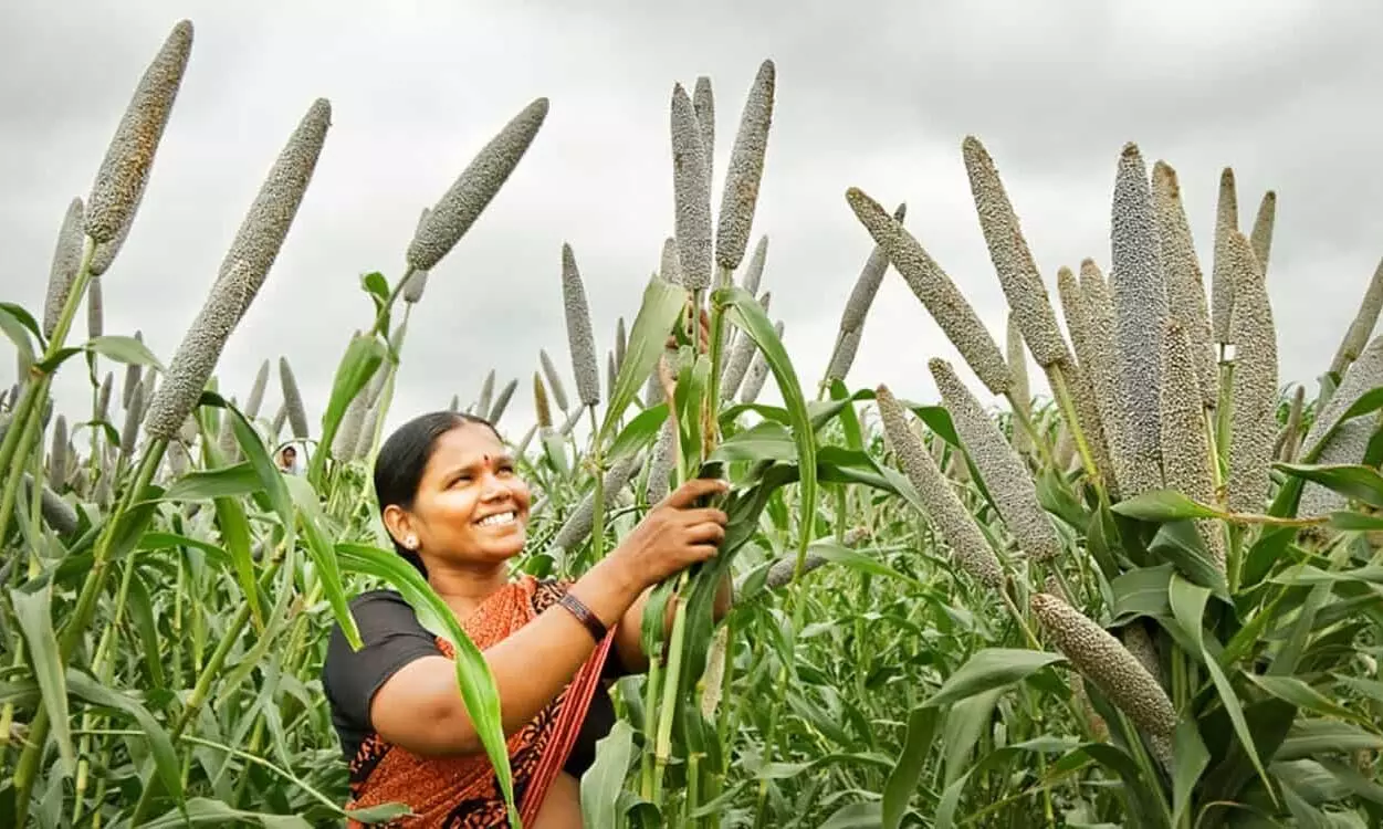Bajra in tamil-கம்பு சாப்பிட்டா சும்மா தெம்பு கூடும்ல..! நீங்களும் சாப்பிடுங்க..! Bajra in tamil-கம்பு சாப்பிட்டா சும்மா தெம்பு கூடும்ல..! நீங்களும் சாப்பிடுங்க..!