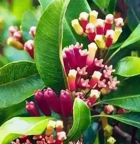 cloves in tamil கிராம்பிலுள்ள மருத்துவ குணங்கள் பற்றி தெரியுமா?....உங்களுக்கு....? cloves in tamil கிராம்பிலுள்ள மருத்துவ குணங்கள் பற்றி தெரியுமா?....உங்களுக்கு....?