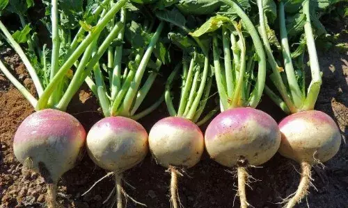 Turnip in tamil-டர்னிப்பில் இவ்ளோ நன்மைகளா..? அப்ப இனிமேல் விடமாட்டீங்க..! Turnip in tamil-டர்னிப்பில் இவ்ளோ நன்மைகளா..? அப்ப இனிமேல் விடமாட்டீங்க..!