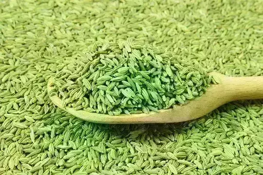 fennel in tamil  வாயு, அஜீரணக் கோளாறுக்கு அருமருந்து  பெருஞ்சீரகம்....உங்களுக்கு தெரியுமா?..... fennel in tamil  வாயு, அஜீரணக் கோளாறுக்கு அருமருந்து  பெருஞ்சீரகம்....உங்களுக்கு தெரியுமா?.....