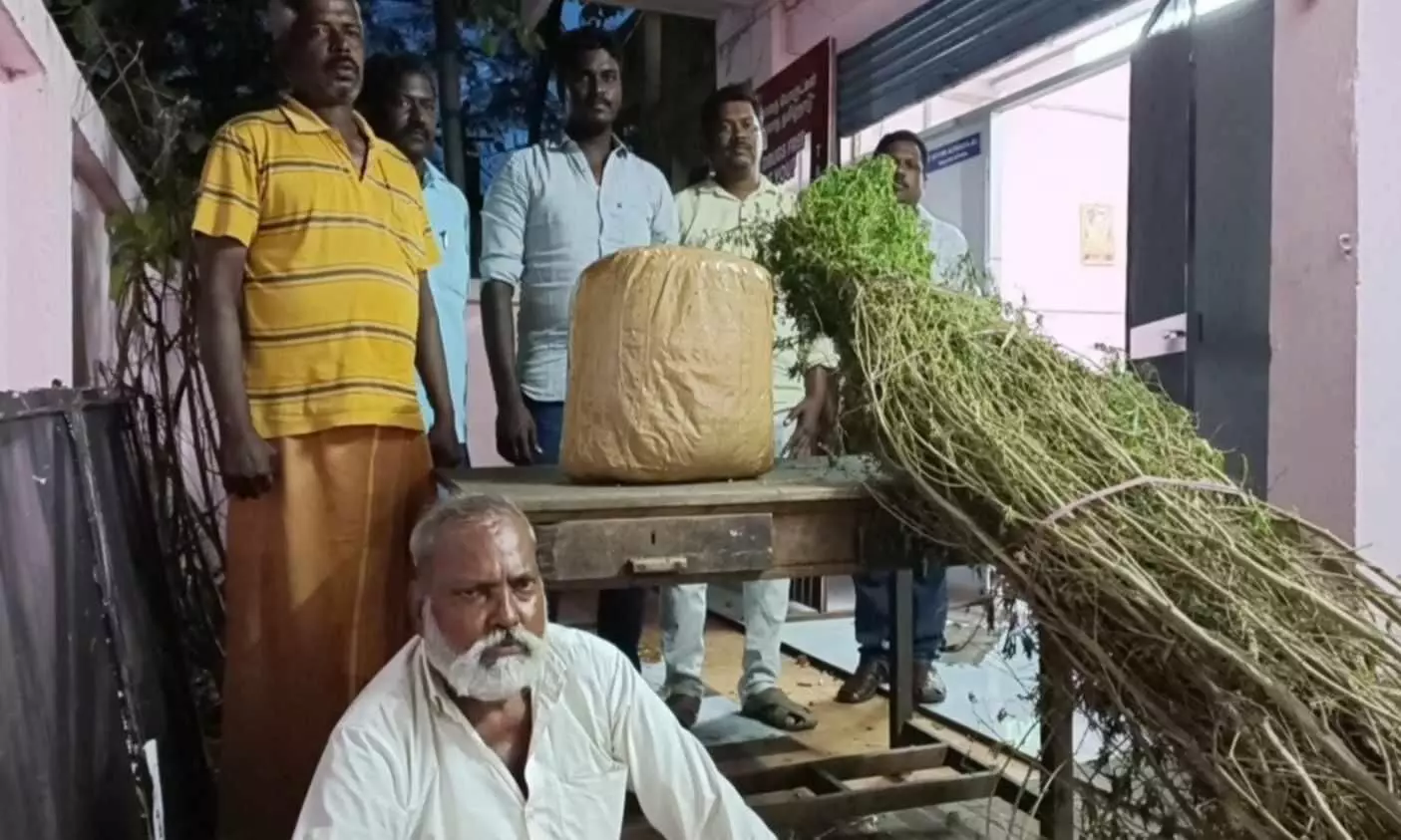 வீட்டில் கஞ்சா செடி வளர்த்தவர் கைது வீட்டில் கஞ்சா செடி வளர்த்தவர் கைது