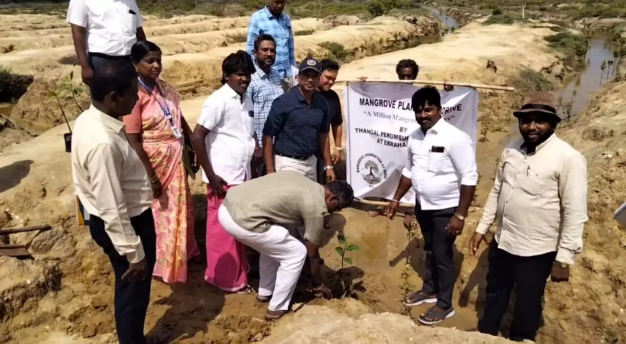 நாட்டிலேயே முதன்முதலாக ஊராட்சி சார்பில் அலையாத்திச் செடிகள் வளர்ப்பு நாட்டிலேயே முதன்முதலாக ஊராட்சி சார்பில் அலையாத்திச் செடிகள் வளர்ப்பு