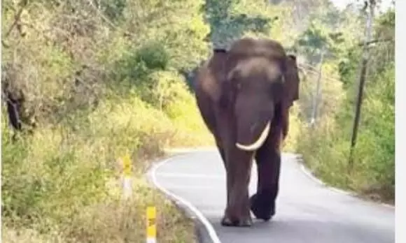 ஜவ்வாது மலைப்பகுதியில் மீண்டும் களம் இறங்கிய ஒற்றை தந்த யானை ஜவ்வாது மலைப்பகுதியில் மீண்டும் களம் இறங்கிய ஒற்றை தந்த யானை