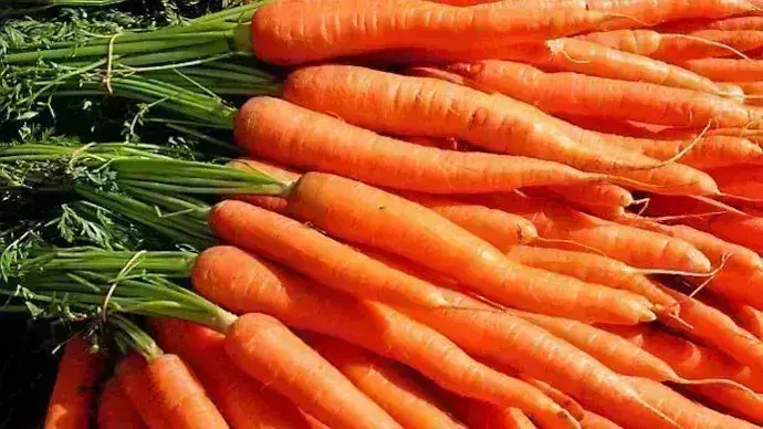 health benefits of carrot  பார்வை மேம்பாட்டிற்கு பயனளிக்கும்   கேரட் சாப்பிடுகிறீர்களா?....படிங்க health benefits of carrot  பார்வை மேம்பாட்டிற்கு பயனளிக்கும்   கேரட் சாப்பிடுகிறீர்களா?....படிங்க