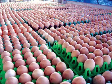 நாமக்கல்லில் முட்டை விலை 5 பைசா உயர்வு நாமக்கல்லில் முட்டை விலை 5 பைசா உயர்வு