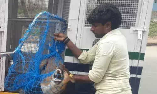 திண்டுக்கல்லில் சாலையில் சுற்றித் திரிந்த நாய்களைப்பிடிக்க நடவடிக்கை திண்டுக்கல்லில் சாலையில் சுற்றித் திரிந்த நாய்களைப்பிடிக்க நடவடிக்கை
