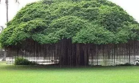 Aalamaram in Tamil ஆயிரம் அற்புதங்கள் நிறைந்த ஆலமரம்