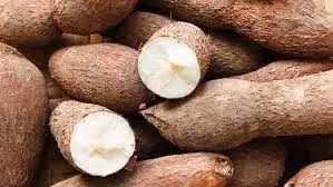 மரவள்ளி கிழங்கு வாரியம் அமைக்க வேண்டும்:விவசாயிகள் வலியுறுத்தல் மரவள்ளி கிழங்கு வாரியம் அமைக்க வேண்டும்:விவசாயிகள் வலியுறுத்தல்