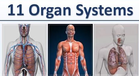 What are the 11 organ systems of the body, the main parts? Let's find ...