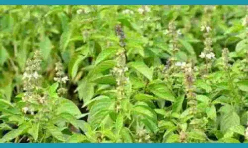Basil In Tamil  மருத்துவ குணங்கள் அதிகம் கொண்ட  துளசியின் பயன் பற்றி தெரியுமா?...... Basil In Tamil  மருத்துவ குணங்கள் அதிகம் கொண்ட  துளசியின் பயன் பற்றி தெரியுமா?......