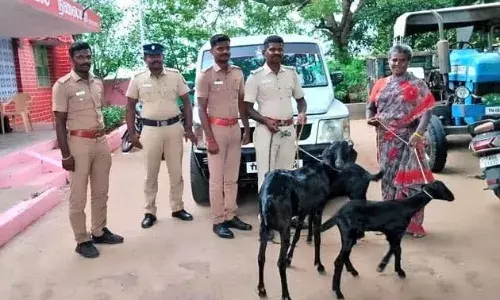 கோவில்பட்டியில் காரில் சென்று ஆடுகளை திருடிய கும்பலை பிடித்த போலீசார்! கோவில்பட்டியில் காரில் சென்று ஆடுகளை திருடிய கும்பலை பிடித்த போலீசார்!