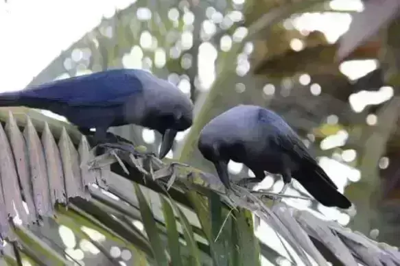 Crow In Tamil ஒற்றுமைக்கு இலக்கணமாக விளங்கும் காக்கை:படிச்சு பாருங்க.... Crow In Tamil ஒற்றுமைக்கு இலக்கணமாக விளங்கும் காக்கை:படிச்சு பாருங்க....