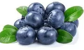 Blueberry Meaning in Tamil-அவுரிநெல்லி என்பது என்ன தெரியுமா? தெரிஞ்சுக்கங்க..! Blueberry Meaning in Tamil-அவுரிநெல்லி என்பது என்ன தெரியுமா? தெரிஞ்சுக்கங்க..!