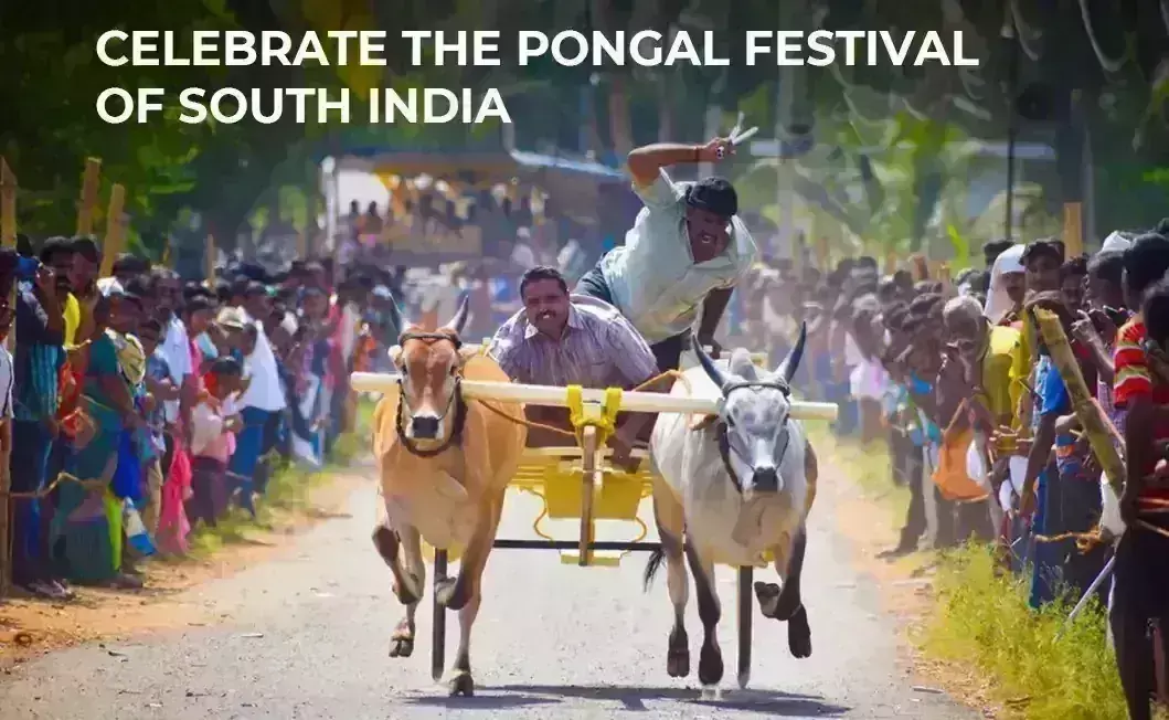 5 Sentences About Pongal Festival பொங்கலோ பொங்கல்...தமிழர்களின் பாரம்பரிய பண்டிகை இது....படிங்க.... 5 Sentences About Pongal Festival பொங்கலோ பொங்கல்...தமிழர்களின் பாரம்பரிய பண்டிகை இது....படிங்க....