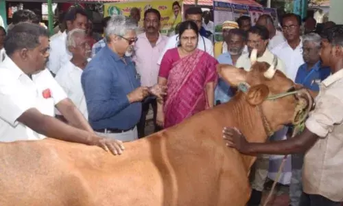 திண்டுக்கல் அருகே கால்நடை சிறப்பு மருத்துவ முகாமை துவக்கி வைத்த ஆட்சியர் திண்டுக்கல் அருகே கால்நடை சிறப்பு மருத்துவ முகாமை துவக்கி வைத்த ஆட்சியர்