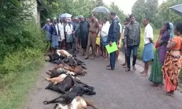 ஆரணி அருகே மின்னல் தாக்கி தொழிலாளி, 23 ஆடுகளும் உயிரிழப்பு ஆரணி அருகே மின்னல் தாக்கி தொழிலாளி, 23 ஆடுகளும் உயிரிழப்பு
