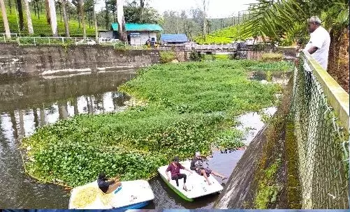 வால்பாறை படகு இல்லத்தில் ஆகாயத்தாமரை செடிகளை அகற்றும் பணி தீவிரம் வால்பாறை படகு இல்லத்தில் ஆகாயத்தாமரை செடிகளை அகற்றும் பணி தீவிரம்