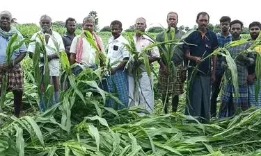 கோவில்பட்டி பகுதியில் கனமழை: 5 ஆயிரம் ஏக்கர் மக்காசோள பயிர்கள் சேதம் கோவில்பட்டி பகுதியில் கனமழை: 5 ஆயிரம் ஏக்கர் மக்காசோள பயிர்கள் சேதம்