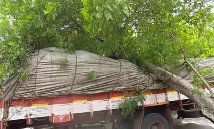 கோவில்பட்டியில் லாரி மீது மரம் சாய்ந்ததால் போக்குவரத்து பாதிப்பு கோவில்பட்டியில் லாரி மீது மரம் சாய்ந்ததால் போக்குவரத்து பாதிப்பு
