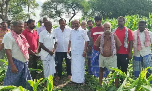 கோவில்பட்டி பகுதியில் சேதமடைந்த பயிர்களுக்கு உரிய நிவாரணம் வழங்க வலியுறுத்தல் கோவில்பட்டி பகுதியில் சேதமடைந்த பயிர்களுக்கு உரிய நிவாரணம் வழங்க வலியுறுத்தல்