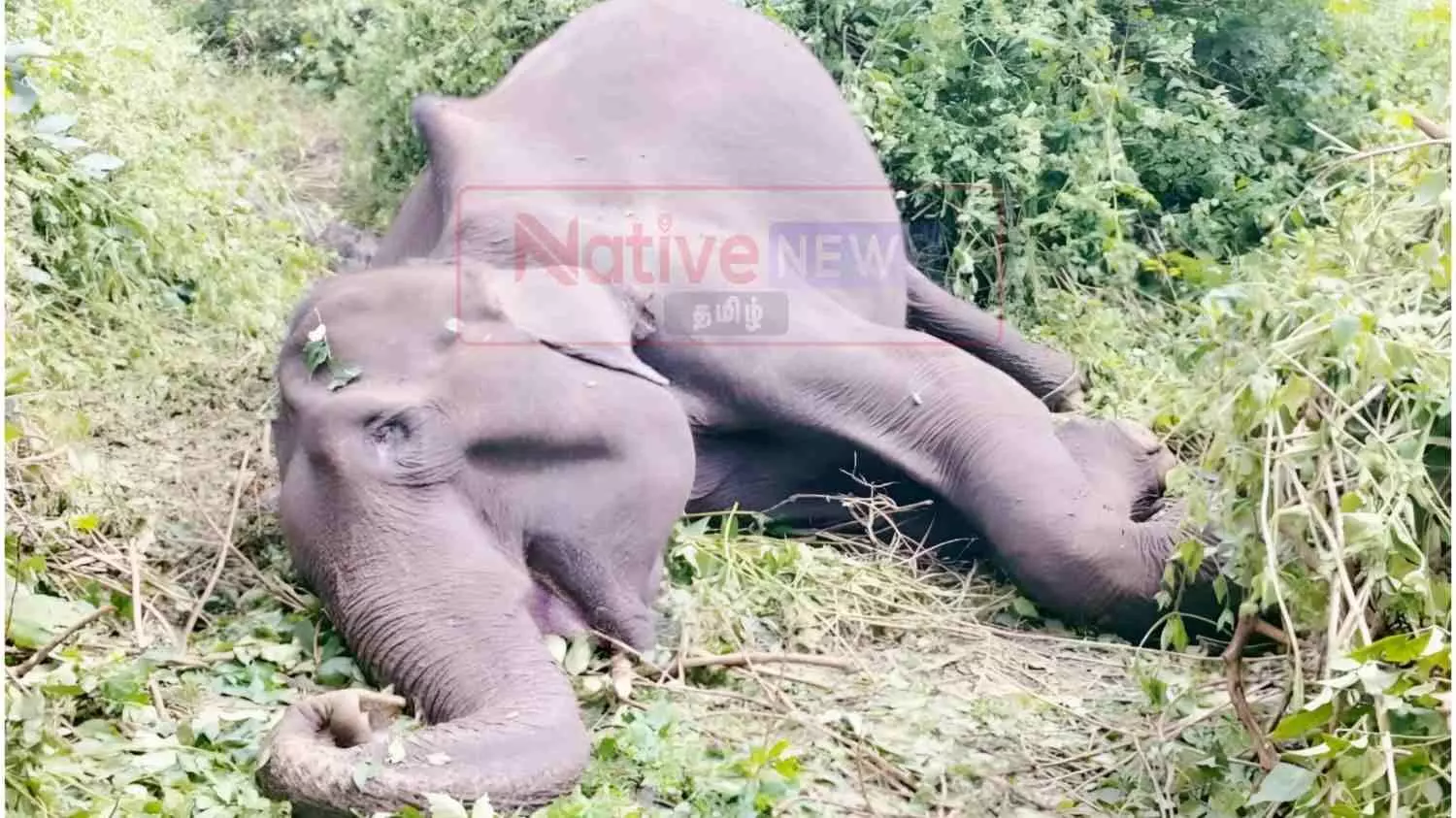 சத்தியமங்கலம் அருகே கடம்பூர் வனப்பகுதியில் காட்டு யானை உயிரிழப்பு சத்தியமங்கலம் அருகே கடம்பூர் வனப்பகுதியில் காட்டு யானை உயிரிழப்பு