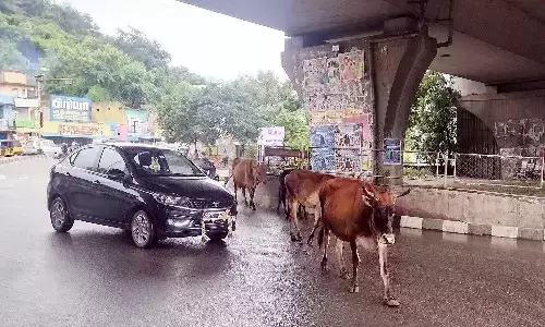 சாலையில் கூட்டமாக சுற்றி திரியும் மாடுகள், வாகன ஓட்டிகள் அவதி