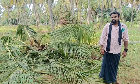 ராஜபாளையம் அருகே, காட்டு யானைகளால் தென்னை மரங்கள் சேதம்