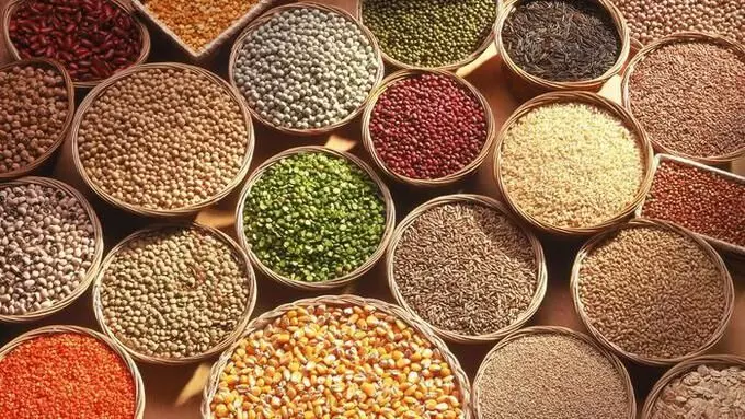 Small Grains Season Start அறுவடை தொடங்கினாலும் சிறுதானிய விலை குறையவில்லை Small Grains Season Start அறுவடை தொடங்கினாலும் சிறுதானிய விலை குறையவில்லை