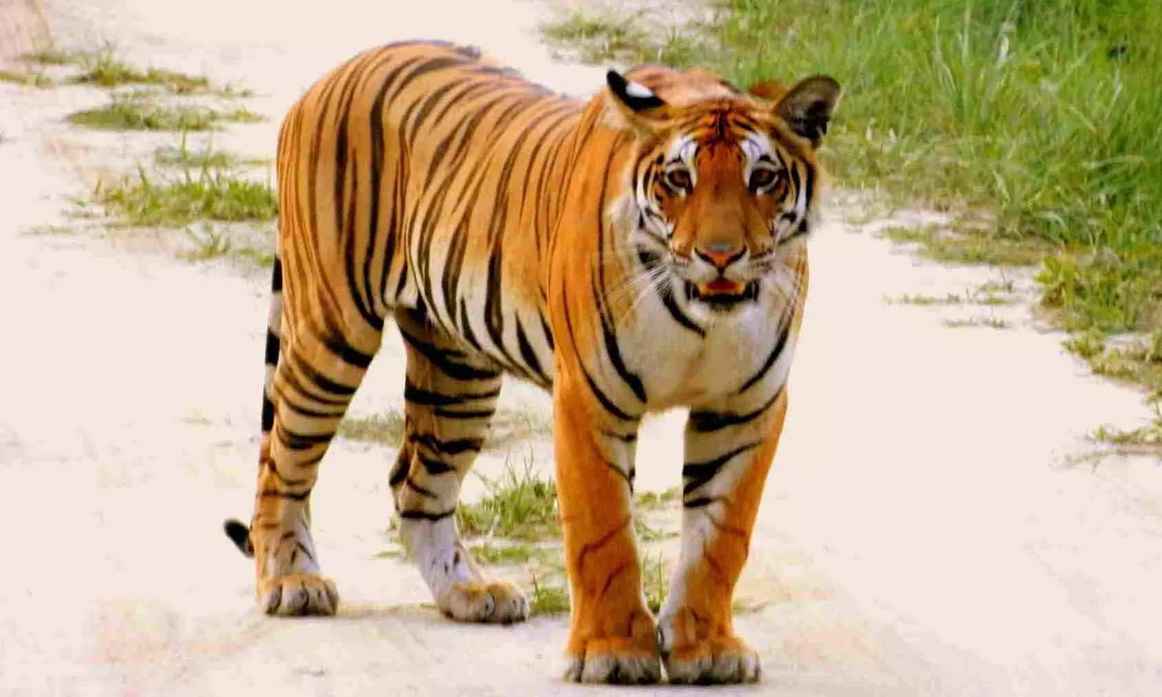 தாளவாடி அருகே புலி தாக்கி பசுமாடு உயிரிழப்பு..! தாளவாடி அருகே புலி தாக்கி பசுமாடு உயிரிழப்பு..!