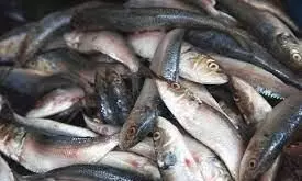 Fish Names in Tamil and English-மீன்களின் பெயர்கள் : தமிழ், ஆங்கிலத்தில்..! Fish Names in Tamil and English-மீன்களின் பெயர்கள் : தமிழ், ஆங்கிலத்தில்..!