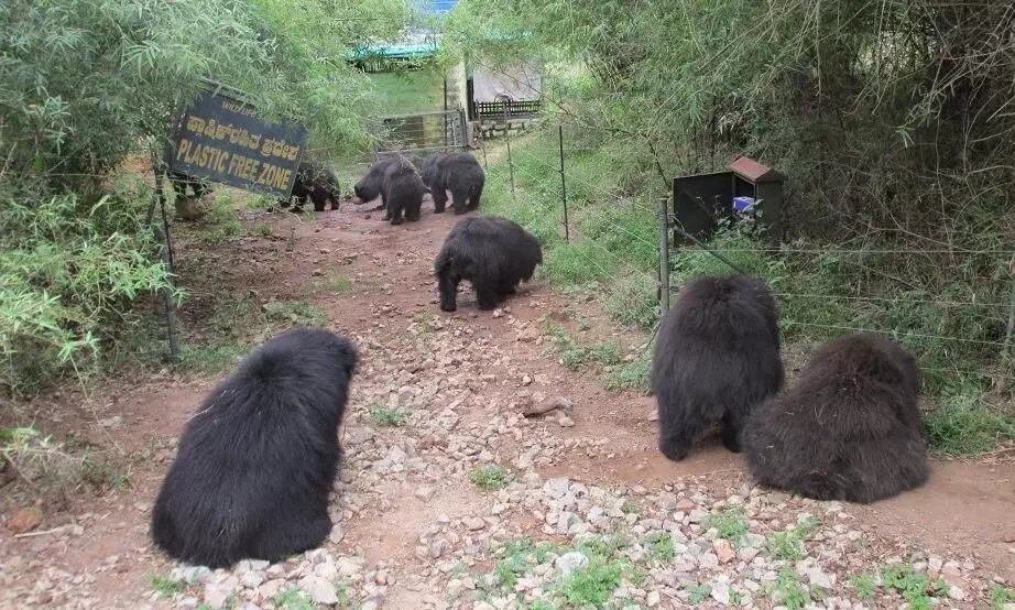 100 Animals Adopted at Bengaluru Zoo-பறவை, விலங்கு பிரியரா..? தத்தெடுக்க வாங்க..! 100 Animals Adopted at Bengaluru Zoo-பறவை, விலங்கு பிரியரா..? தத்தெடுக்க வாங்க..!