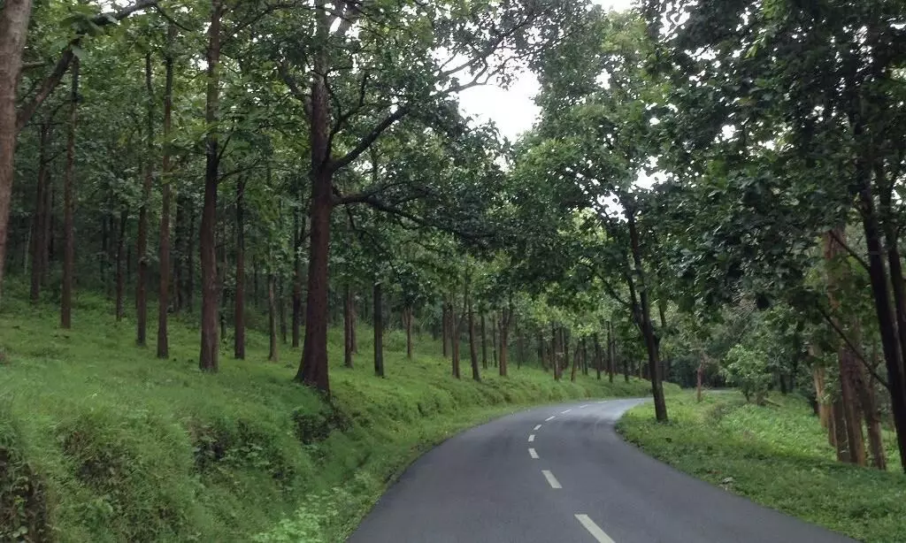 கொடைக்கானல் மூணாறு ரோட்டினால் இப்படி ஒரு பயனா? கொடைக்கானல் மூணாறு ரோட்டினால் இப்படி ஒரு பயனா?