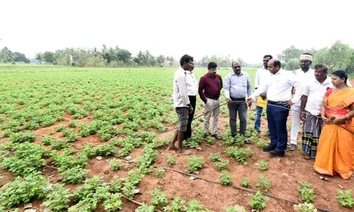 தஞ்சாவூர் மாவட்டத்தில் வேளாண் வளர்ச்சிப் பணிகள்: செய்தியாளர்களுடன் ஆட்சியர் ஆய்வு தஞ்சாவூர் மாவட்டத்தில் வேளாண் வளர்ச்சிப் பணிகள்: செய்தியாளர்களுடன் ஆட்சியர் ஆய்வு