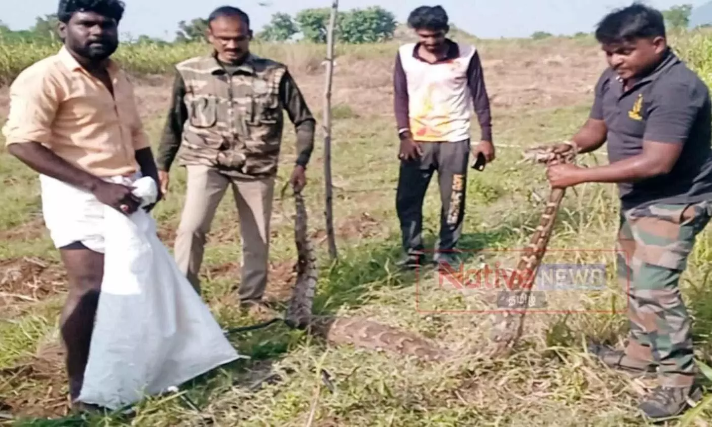கோபி அருகே டி.என்.பாளையத்தில் விவசாய தோட்டத்திற்குள் புகுந்த மலைப்பாம்பு கோபி அருகே டி.என்.பாளையத்தில் விவசாய தோட்டத்திற்குள் புகுந்த மலைப்பாம்பு